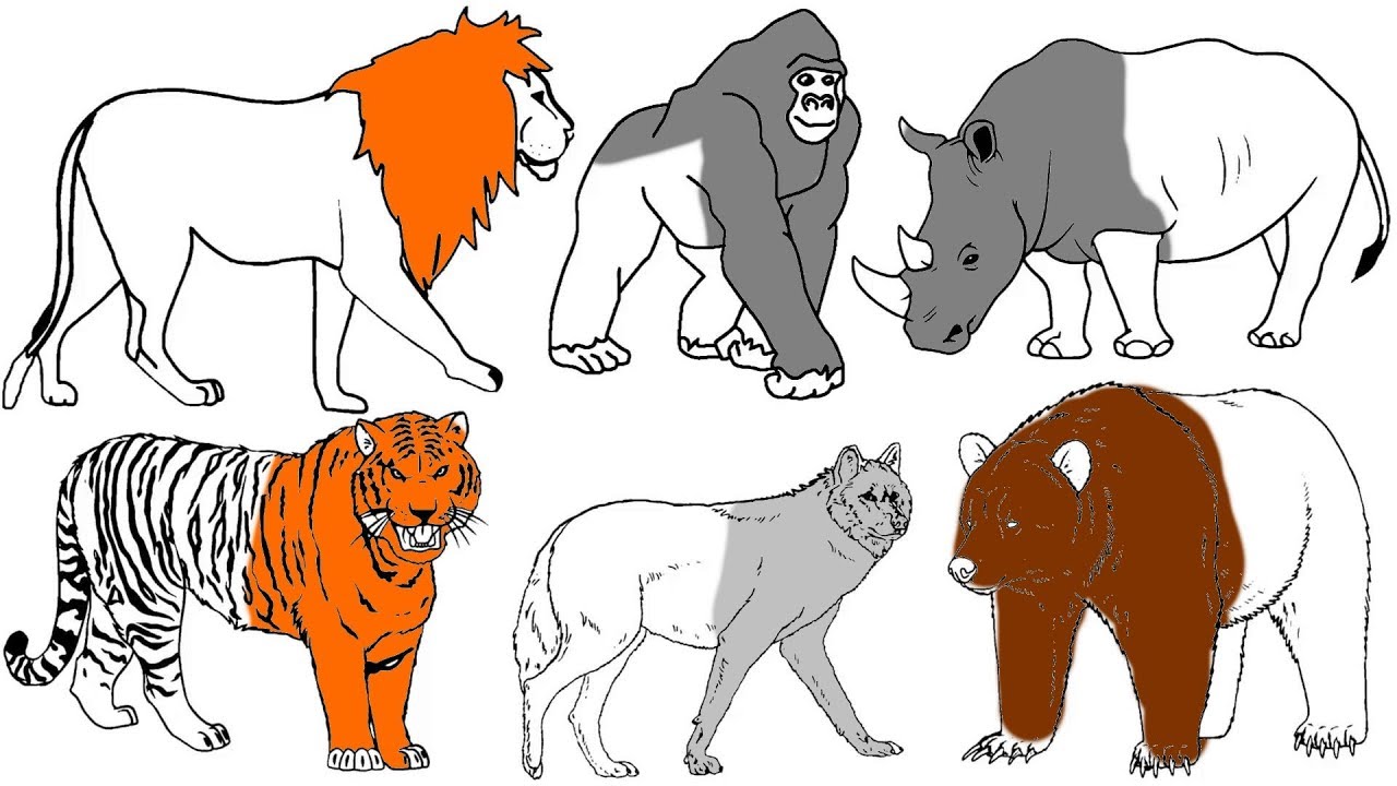 colourful-animals.jpeg
